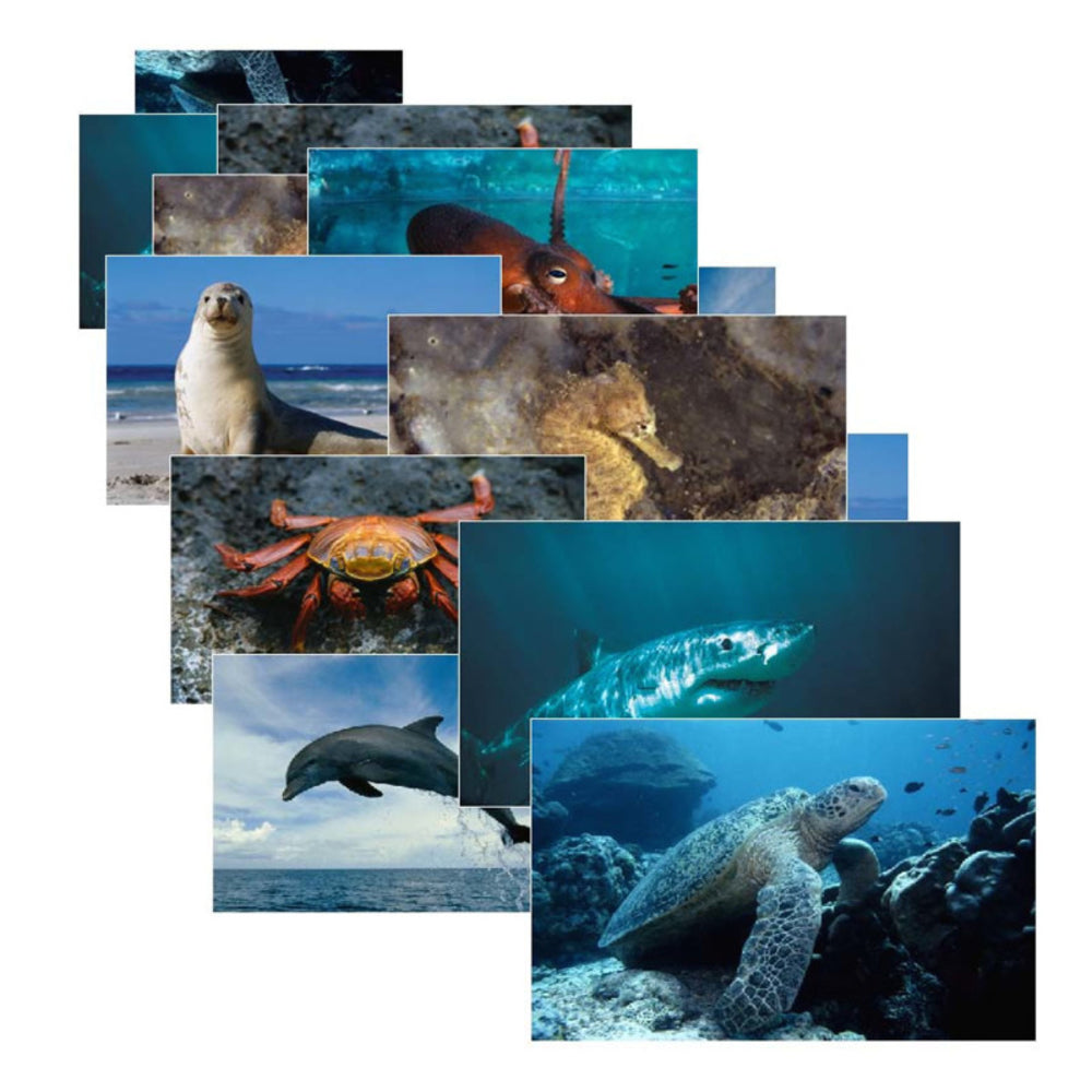 STAGES LEARNING MATERIALS SLM157 Sea Life Poster Set Of 14 Image 1