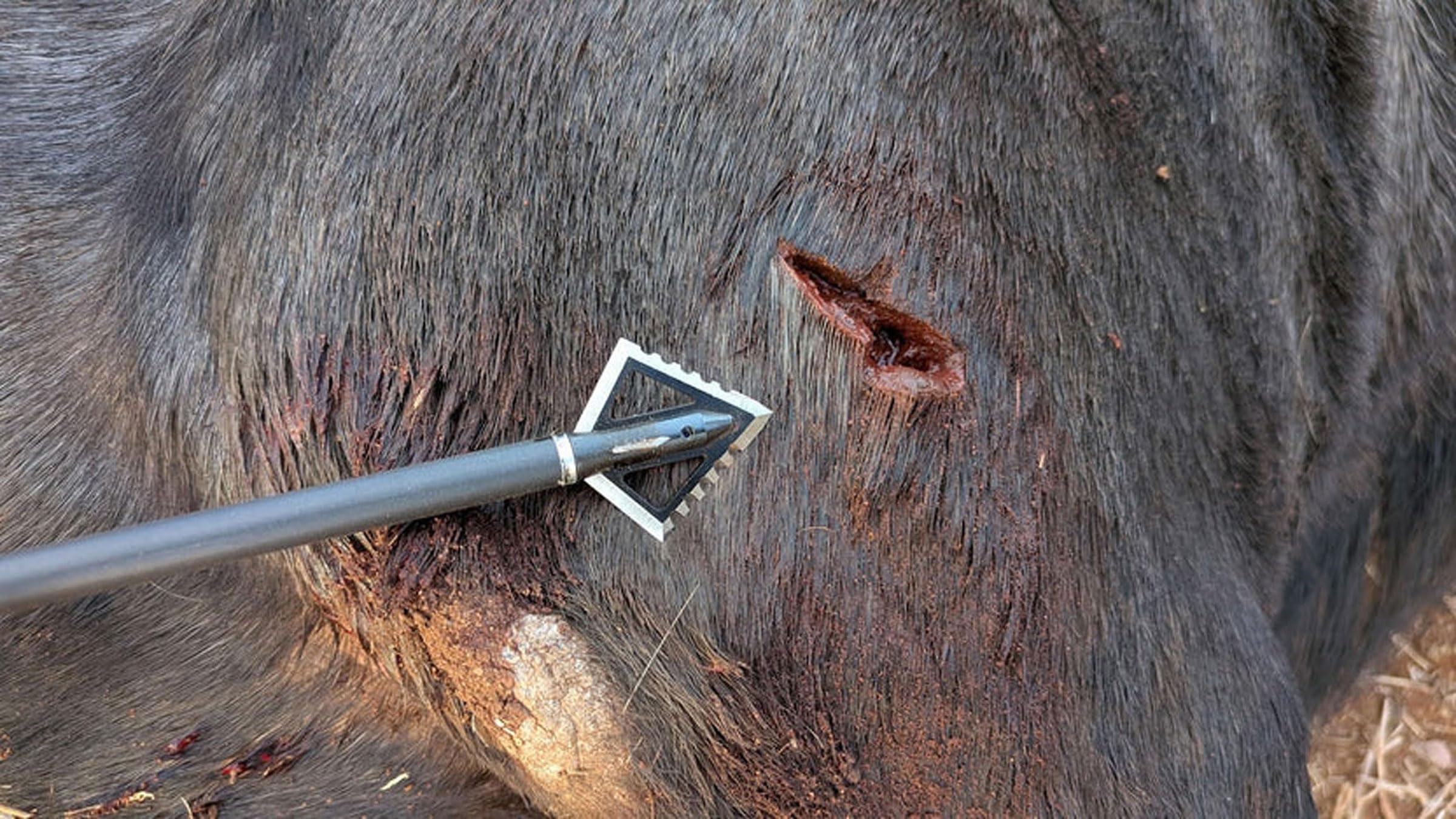 Magnus 4 Blade Hornet Ser-Razor Broadhead (3-Pack), Black, 100-Grain