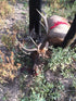 Wasp SharpShooter 100 Grain Cut On Contact Broadhead