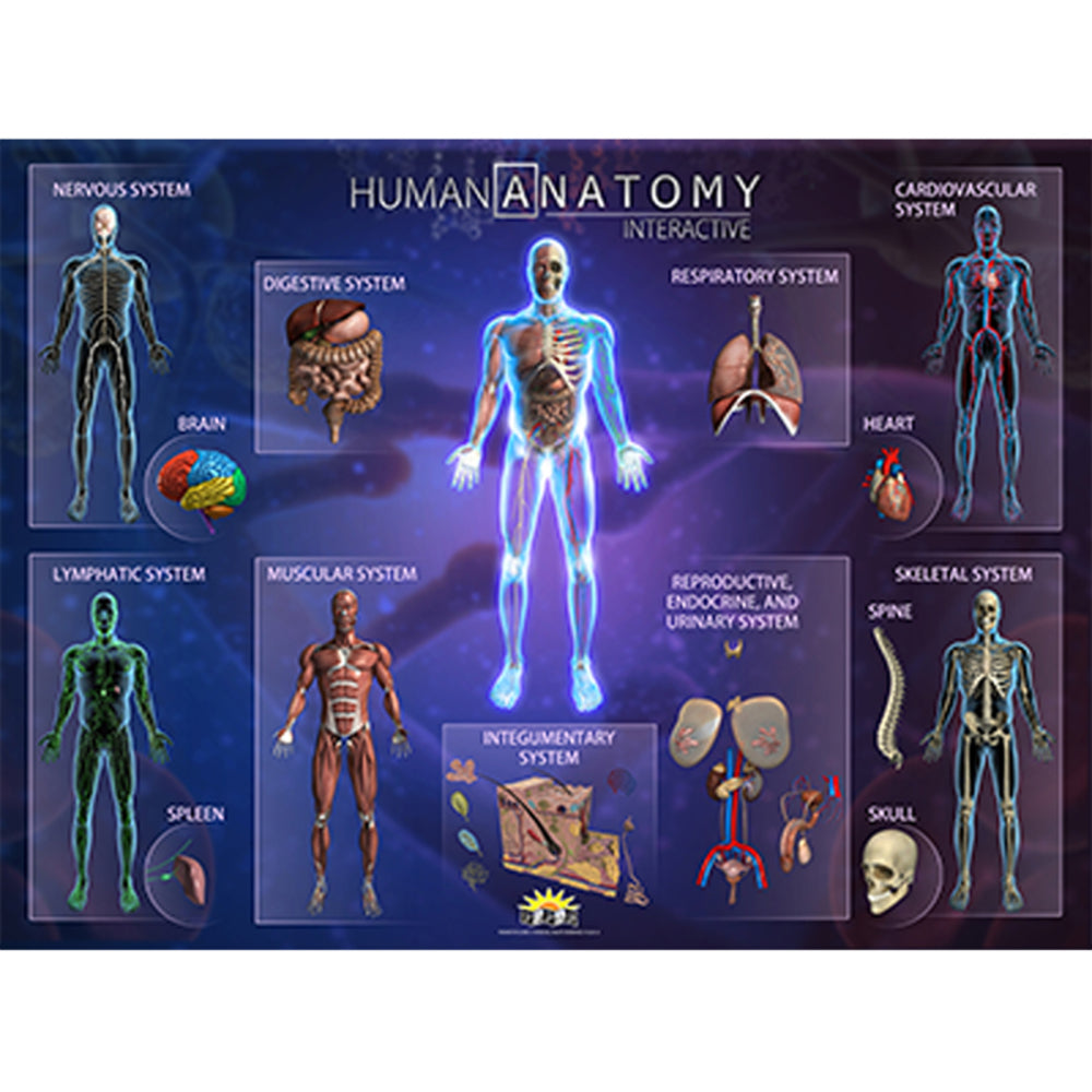 Popar Toys IEPSMHA Human Anatomy Smart Mats Set of 4 Image 1